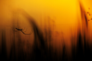 Spider in the field.