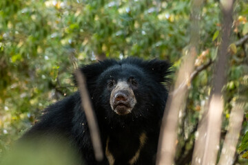 sloth bear or Melursus ursinus closeup in natural green background at ranthambore national park or tiger reserve rajasthan india