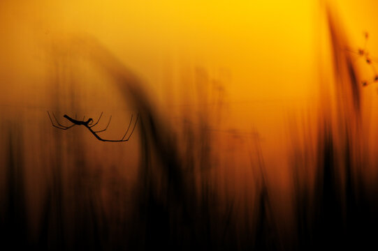 Spider in the field.