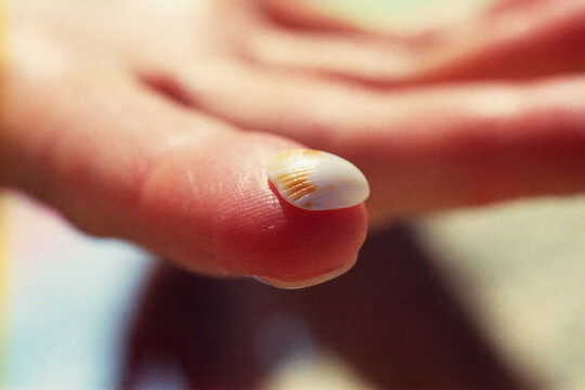 A Tiny Shell on the Tip of a Finger