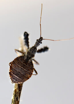 Assassin Bug Nymph Macro