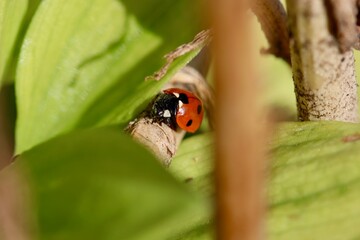 Coccinelle 