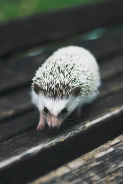 Hedgehog