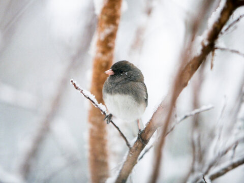 Junco song bird on a branch in the winter snow