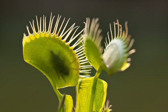 Venus Flytrap Macro With Trapped Fly