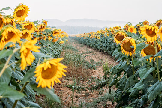 Road in the middle of sunflower field