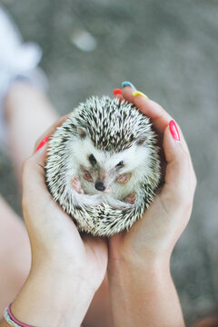 Person holding a cute little hedgehog