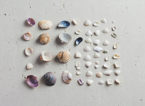 Clams collection