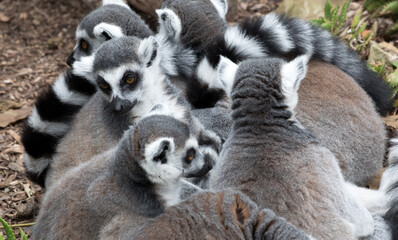 Obraz premium Huddling Ring-tailed Lemurs. 