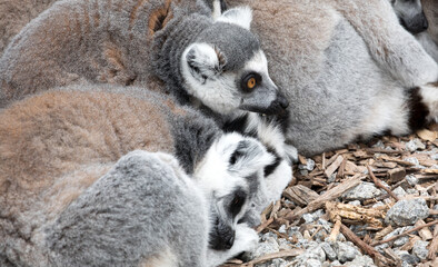 Huddling Ring-tailed Lemurs.	