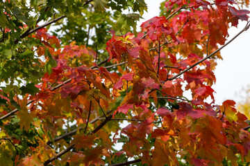 Red maple leaves in the fall