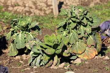 Bunch of old Kale or Leaf cabbage hardy cool season annual green vegetable plants with thick...