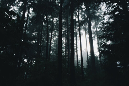 Dark woods