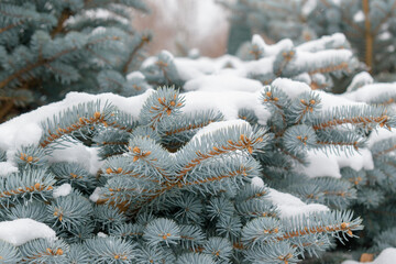 Branches of the blue spruce are covered with white снегом. Concept of winter holidays, New Year, Christmas tree. Selective focus.
