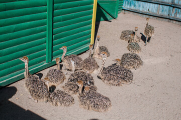 ostriches on an ostrich farm behind a fence