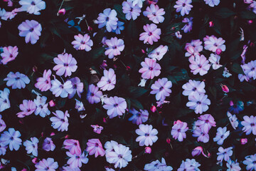 Flower Background