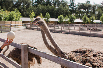 ostriches on an ostrich farm behind a fence
