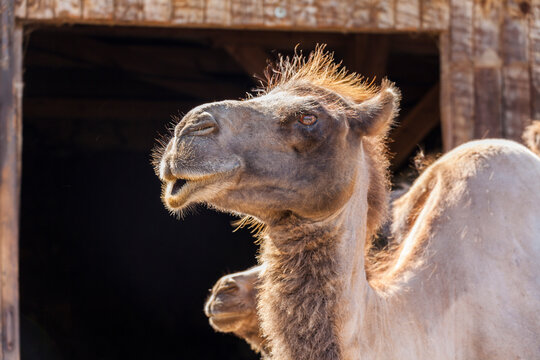 Closeup of a bactrian camel