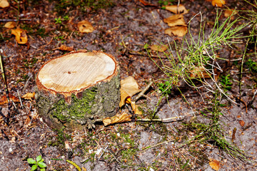 young pine stumps