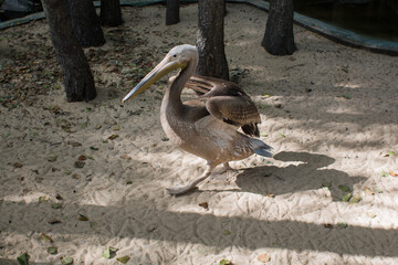 pelican in the zoo on the ground