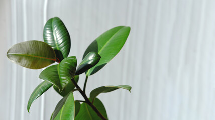 Modern houseplants. Ficus Elastica Burgundy or Rubber Plant. Minimal creative home decoration. easy...