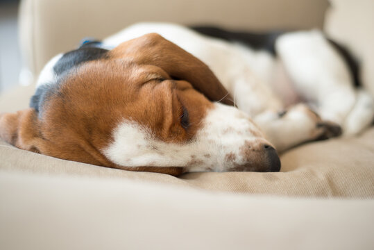 Sleeping Basset Hound Puppy