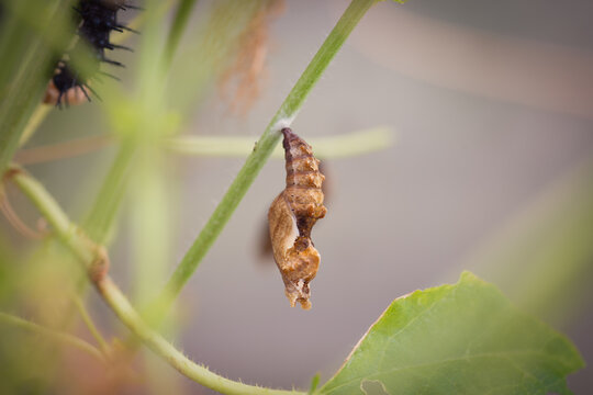Caterpillar wrapped up in a golden cocoon