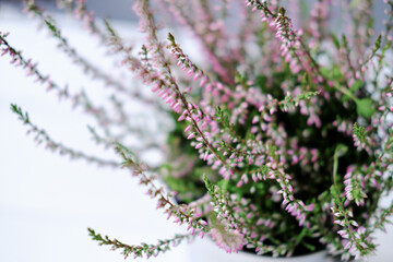 heather or Calluna vulgaris or briar plant in bloom. heath blossom close up view. selective focus. home garden concept. houseplants and flowers for home decoration. flowershop. 
