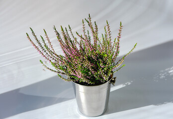 heather or Calluna vulgaris or briar plant in bloom. heath blossom front view. selective focus. home garden concept. houseplants and flowers for home decoration. flowershop. 