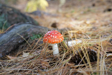 red fly-agaric or amanita muscaria mushroom on autumn pine needles. forest beautiful scenes....