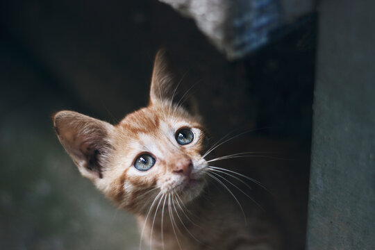 A cute little cat looking curiously