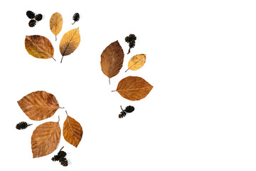 Autumn composition. Pattern made of dried leaves and pine cone on white background for advertisement. Autumn, fall, thanksgiving day concept. Flat lay, top view