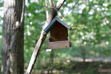 bird feeder in the forest
