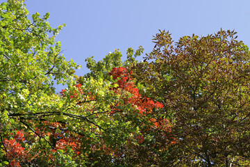 Fototapeta na wymiar autumn leaves against blue sky