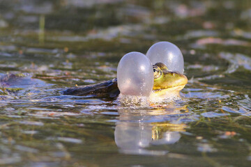 Common european green frog, rana temporaria croak