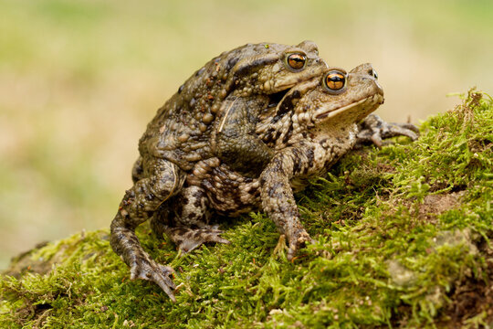 European Common toad, Bufo bufo mating