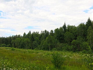 beautiful green forest in summer with blue sky in clouds, peaceful landscape