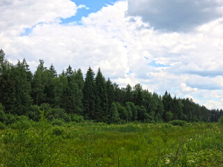 Fototapeta na wymiar beautiful green forest in summer with blue sky in clouds, peaceful landscape