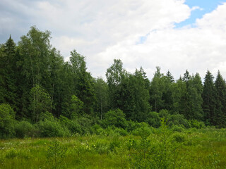 beautiful green forest in summer with blue sky in clouds, peaceful landscape