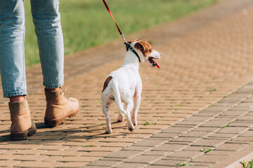 partial view of woman walking with jack russell terrier dog on leash