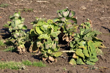 Kale or Leaf cabbage hardy cool season annual green vegetable plants with thick leathery dark green...