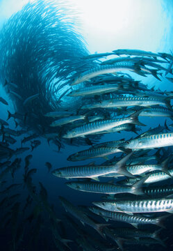 Barracuda form in cyclone shape