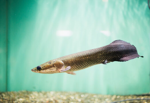Beautiful sliver fish swimming in aquarium.