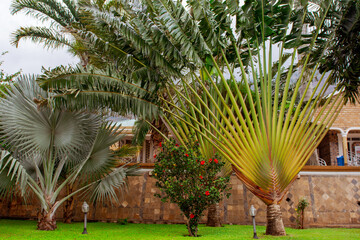 palm tree in the garden