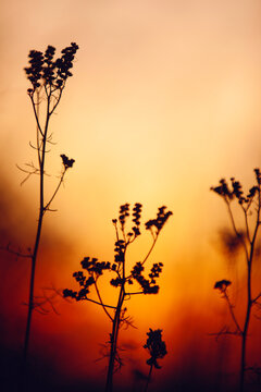Close up of wild grass at sunset