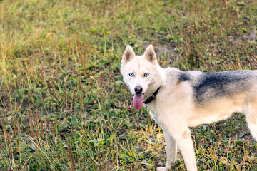Husky for a walk in the city park. The dog stands on the lawn and looks attentively. Walking pets, healthy lifestyle.