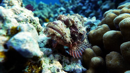Tassled Scorpionfish. Fish - a type of bone fish Osteichthyes. Scorpaenidae. Flat-headed scorpenopsis.