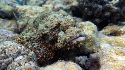 Tassled Scorpionfish. Fish - a type of bone fish Osteichthyes. Scorpaenidae. Flat-headed scorpenopsis.