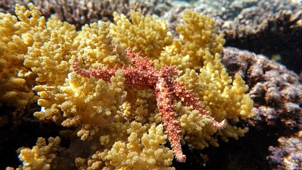 Naklejka na ściany i meble Egyptian starfish (Gomophia egyptiaca).