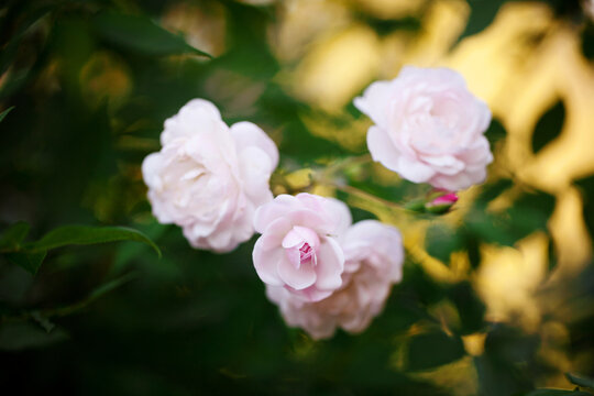 Pink roses and roebuds on the plant in warm sunset light